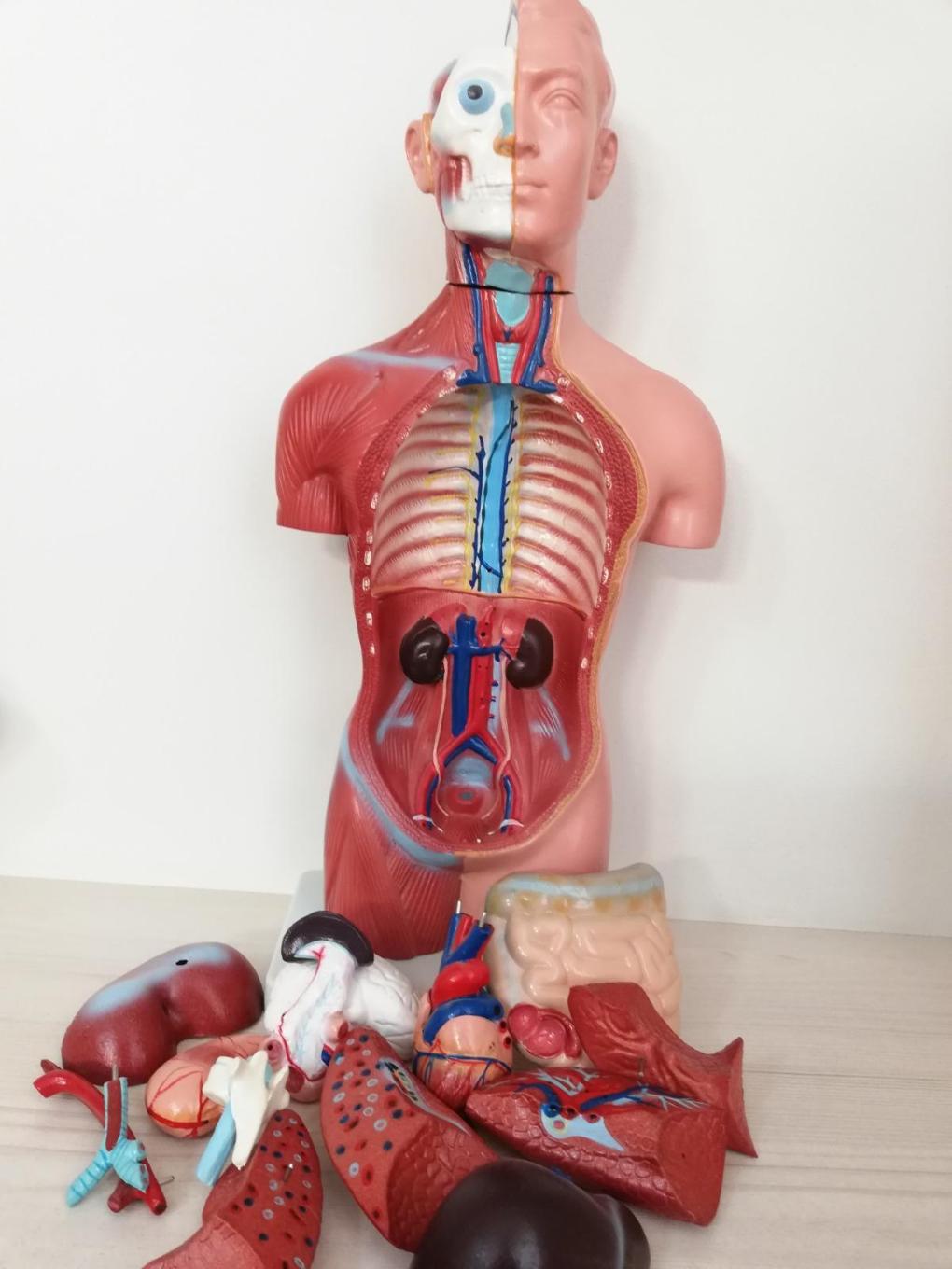 مولاژ نیم تنه بدن انسان 18 قطعه نو/مدینیوم