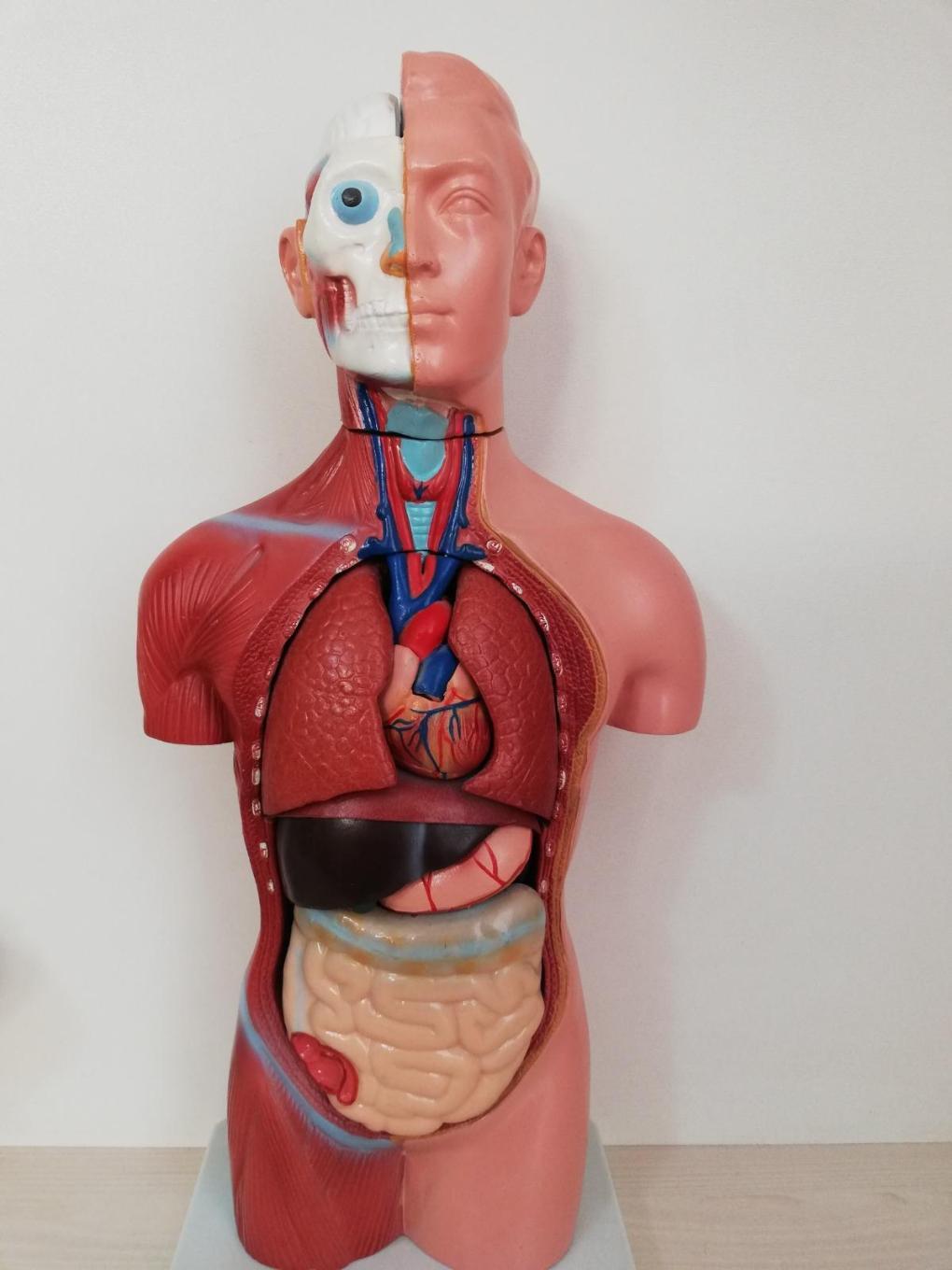 مولاژ نیم تنه بدن انسان 18 قطعه نو/مدینیوم